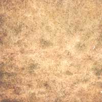 Summer Patch Disease