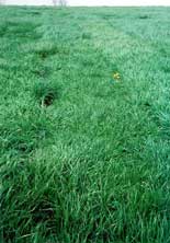 Our forage seeds are tested and proven for productivity.